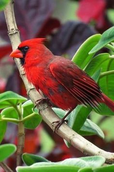 a red bird sitting on top of a tree branch