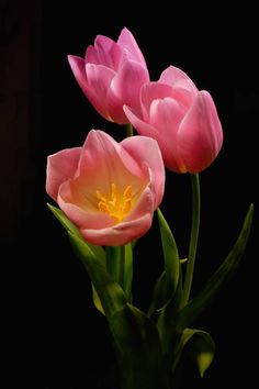 two pink tulips with green stems in front of a black background and yellow center