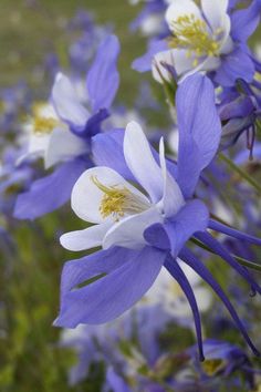 some blue and white flowers are in the grass