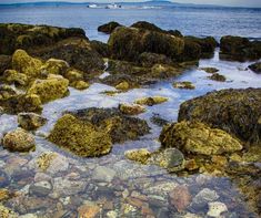 rocks covered in moss and water near the shore