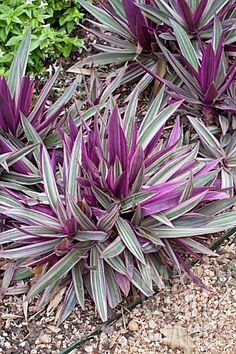 purple and green plants are growing in the dirt