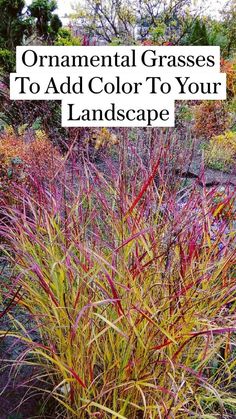 ornamental grasses to add color to your landscape