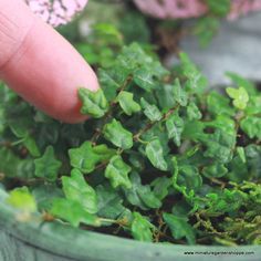 a hand picking up some green plants in a pot