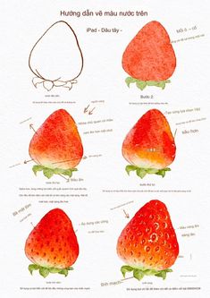 the instructions for how to draw a strawberry