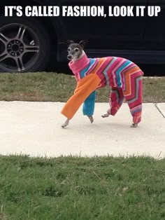 a dog in a colorful sweater and pants on the sidewalk with an orange object in it's mouth