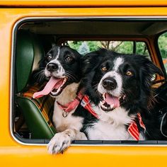 two black and white dogs sitting in the back seat of a yellow truck with their tongue hanging out