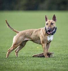 a brown dog standing on top of a lush green field