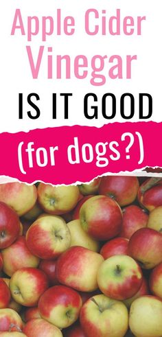 an apple cider vinegarr is it good for dogs? cover image with text