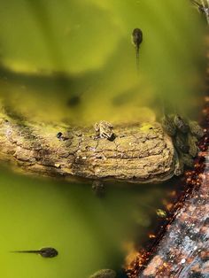 Create frog habitat in your garden! It's so fun to watch the little tadpoles grow! California tree frogs. #froghabitat #californiatreefrogs Mosquito Fish, Mosquito Dunks, Frog Eggs, Vernal Pool, Eat The Frog, Mosquito Larvae, Garden Bugs