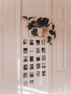 there is a plant hanging on the wall next to some pictures and frames with photos