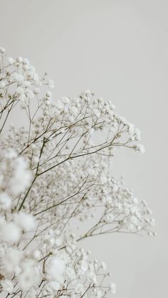 some white flowers are in a vase on a table and the background is light gray