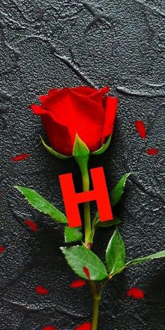 a single red rose with the letter h on it