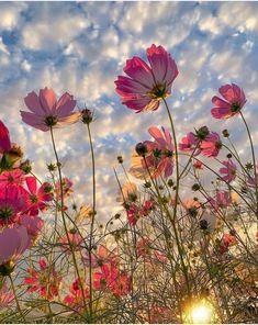 pink flowers are in the foreground with a blue sky and white clouds behind them