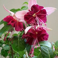 some pink and red flowers are in a vase