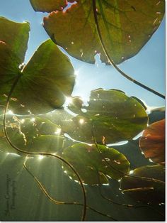 the sun shines through leaves on water lilies