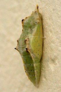 a close up of a green insect on a white wall next to a cement wall