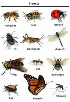 many different types of bugs and insects with caption in the bottom right hand corner