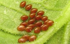 some red bugs are on a green leaf