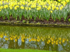 the flowers are blooming next to the water's edge and reflecting it in the water