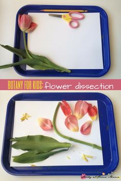 two trays with tulips and scissors on them, one being cut in half