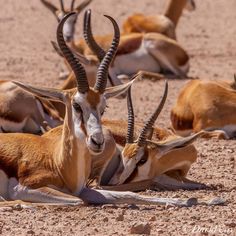 several antelope are laying down in the desert