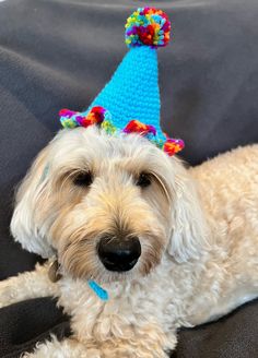 a white dog wearing a party hat with pom poms on it's head