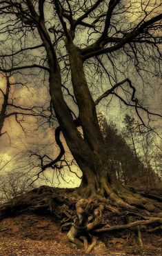 an old tree with no leaves on the ground