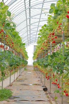 the inside of a greenhouse filled with lots of green plants and red berries hanging from the ceiling