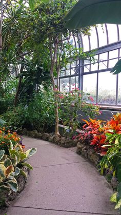 the walkway is surrounded by many different types of plants and trees in this tropical garden