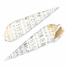 two white and brown striped carrots on a white background with watercolor paint effect