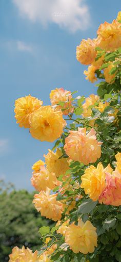 yellow and pink flowers are blooming in the sun on a sunny day with blue sky