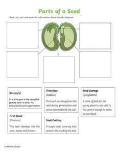 parts of a plant worksheet with pictures on the top and bottom pages below