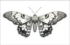 a black and white butterfly on a white background