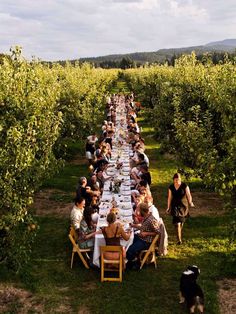 a long table with people sitting at it in the middle of an apple orchard surrounded by trees