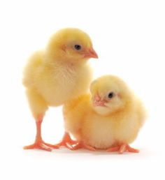 two small yellow chicks standing next to each other