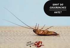 a cockroach with the caption what do cockroaches hate?