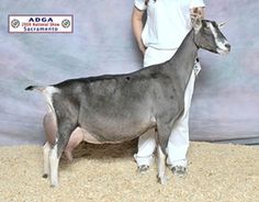 a man standing next to a gray and white cow