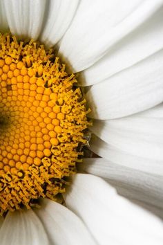 the center of a white and yellow flower