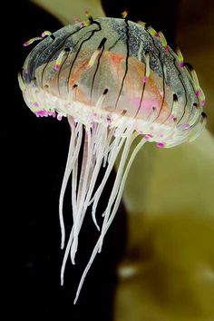 a close up of a jellyfish in the water with it's long tentacles