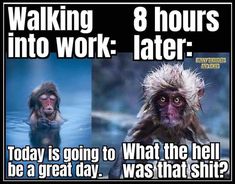 Work Funnies, Workplace Humor, Work Funny, Work Quotes Funny, Work Jokes, Funny Work, Funny Thoughts, Office Humor