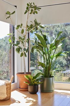 several potted plants in front of a window