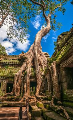 the tree is growing over the ruins at ta som temple in siem, thailand