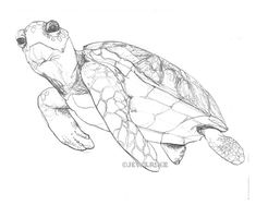 a drawing of a sea turtle