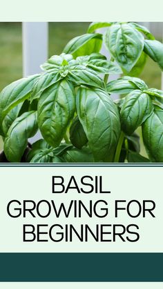 basil growing for beginners on a window sill with the words basil growing for beginners