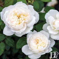 three white flowers with green leaves in the background