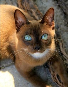 a cat with blue eyes laying on the ground