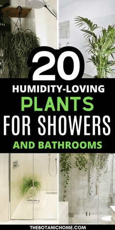 the top 20 plants for showers and bathrooms that you can use in your home or office