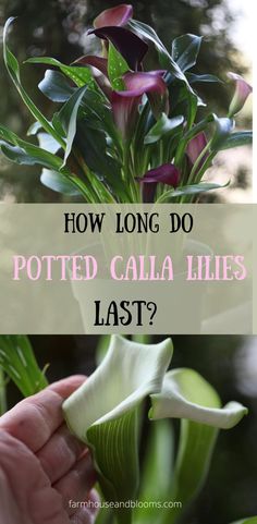 two pictures of calla lily flowers Calla Lily Flower Bed, Calla Lillies In Containers, Growing Calla Lilies, Calla Lily Pot Ideas, Calla Lily Planter Ideas, Calla Lillie’s