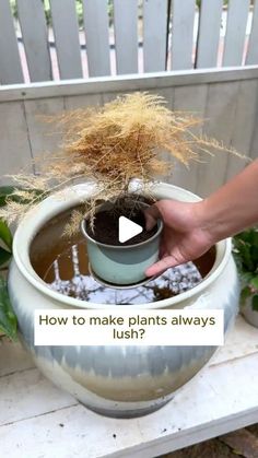 a potted plant is being held up by someone's hand with the words how to make plants always flush?