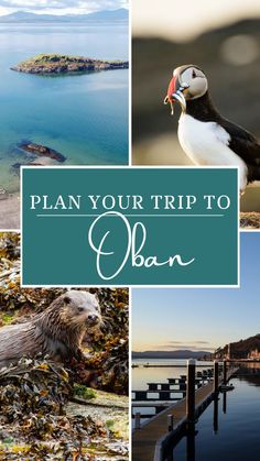 a collage of photos with the words plan your trip to ocean